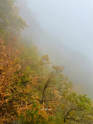 Autumn foliage fading into a bank of mist