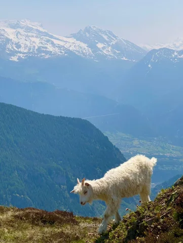 White goat above a valley and distant snowy peaks