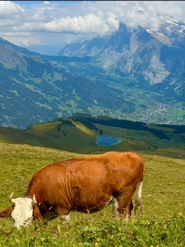 Brown cow grazing above a mountain lake