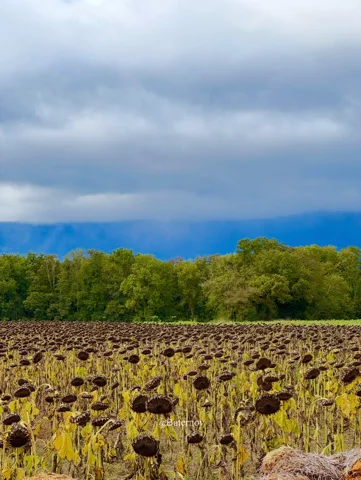 Sunflower field beneath dark clouds
