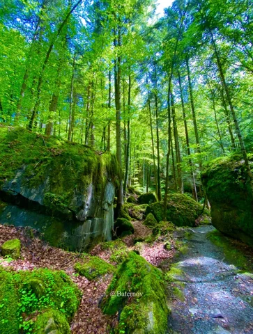 Woodland path beside moss-covered boulders