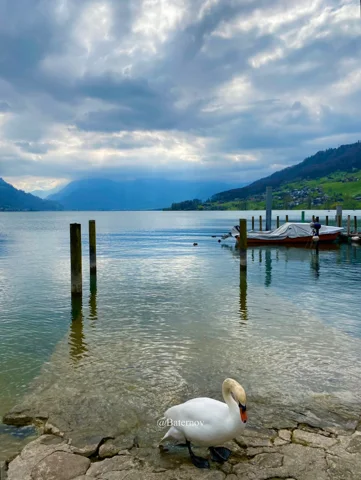 White swan resting beside a lake and wooden jetty
