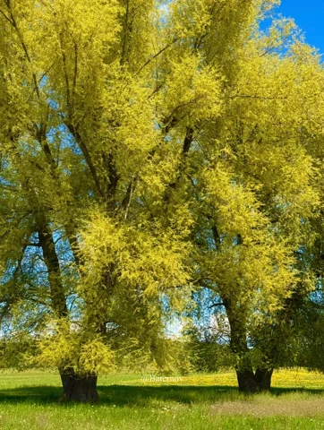 Two leafy trees standing in a bright meadow