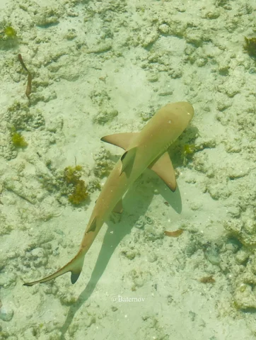 Shark swimming above a pale seabed
