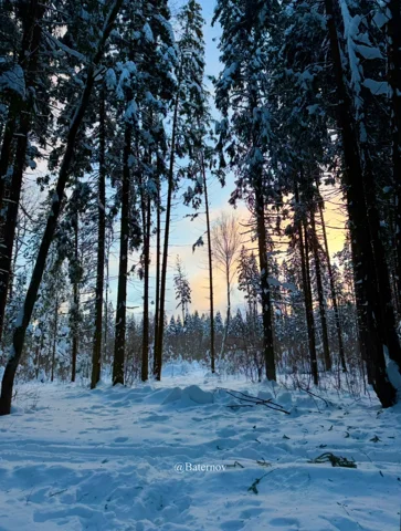 Snow-covered forest floor in fading daylight