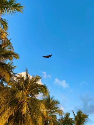 Bird flying above palm trees against a blue sky