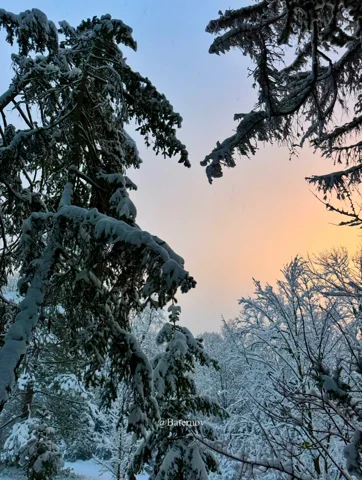 Snow-laden conifers against a pale evening sky