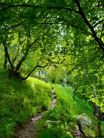 Leafy branches arching over a narrow green path