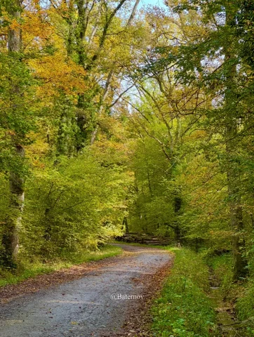 Wide path curving through autumn woodland
