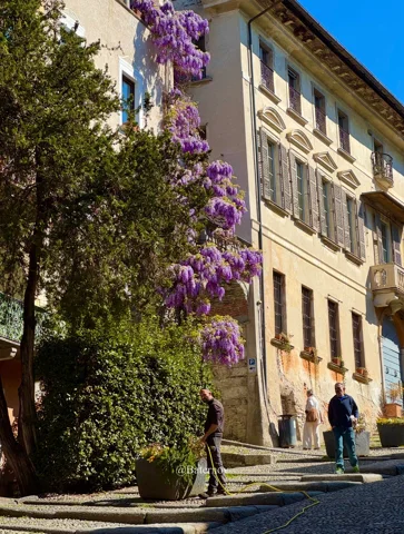 Flowering climber along a pale building facade