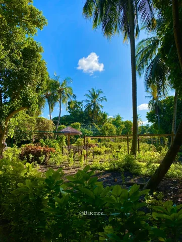 Tropical garden framed by tall palm trees