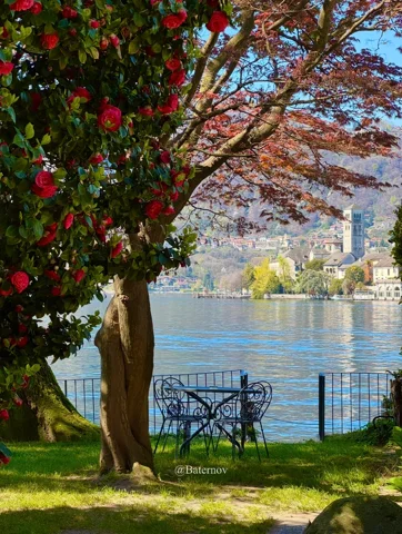 Lakeside chairs beneath a flowering tree