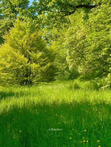 Sunlit grassy clearing surrounded by leafy trees
