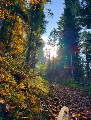 Sunlight at the end of a leaf-covered forest path