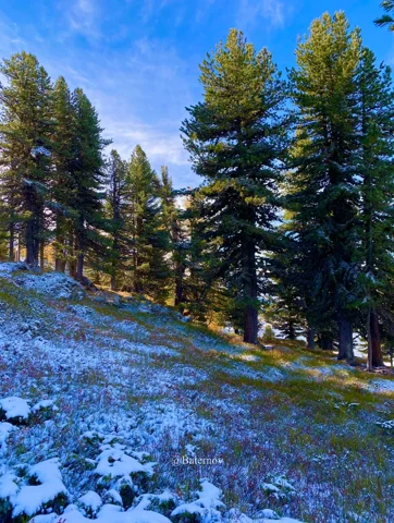 Patchy snow beneath trees on a sunny slope