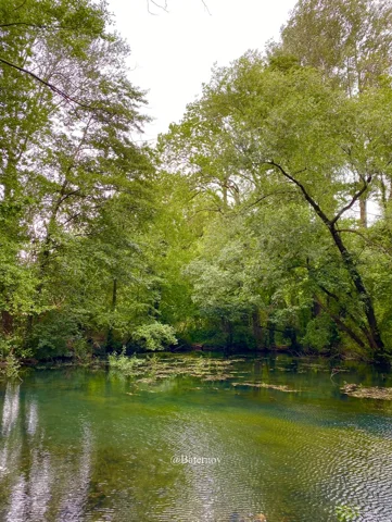 Quiet river beneath overhanging green branches