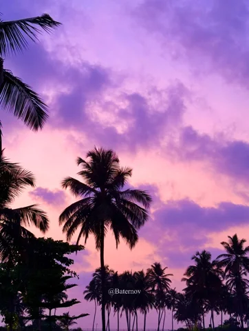 Palm silhouettes beneath purple evening clouds