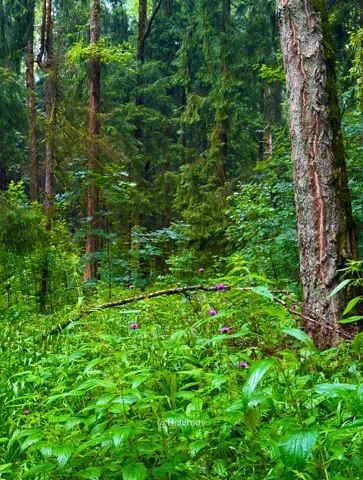 Lush green undergrowth between forest trunks