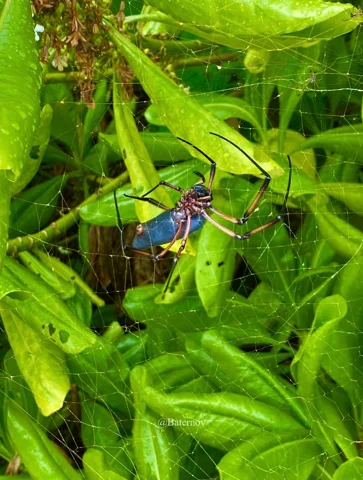 Colourful insect resting among wet green leaves