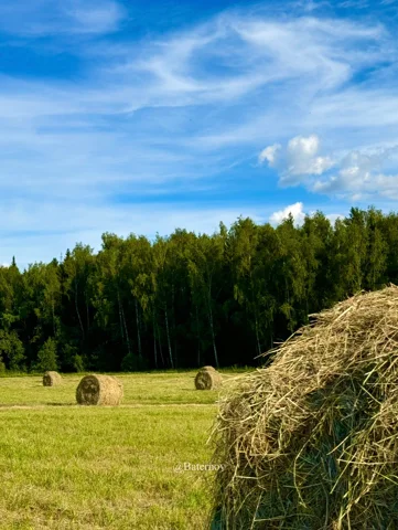 Round hay bales in a field beside woodland