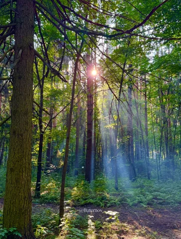 Shafts of sunlight between tall forest trees