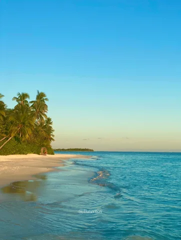 Palm-lined beach beside gentle blue waves
