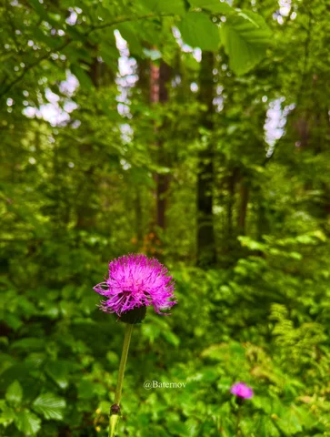 Purple flower among bright green woodland leaves