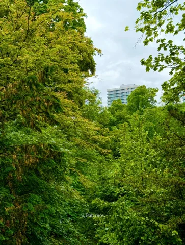 Dense green canopy with a building visible beyond