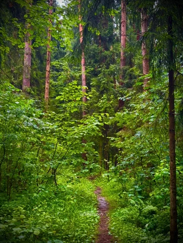 Small trail through dense green woodland
