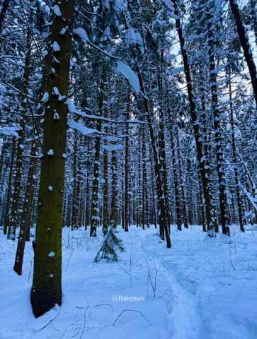 Straight tree trunks rising from a snowy forest floor
