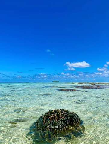 Coral formation in clear shallow water