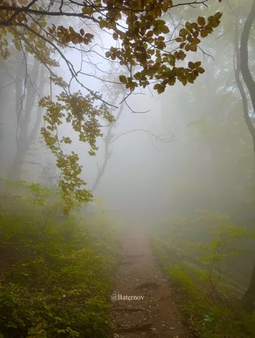 Forest path disappearing into thick mist