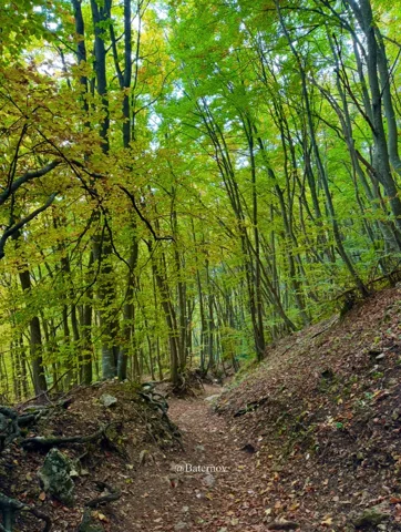 Dirt path climbing through a leafy forest