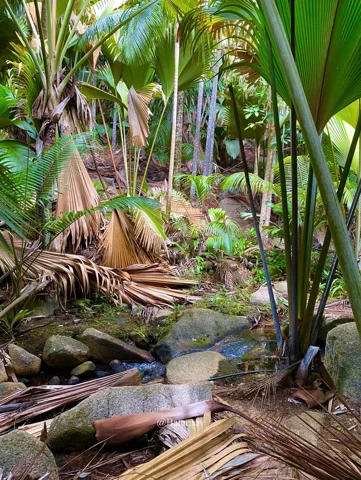 Tropical foliage and fallen palm fronds around rocks