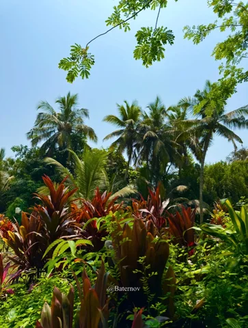 Colourful tropical plants beneath palm trees