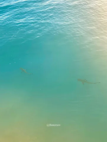 Underwater view through green-blue shallows