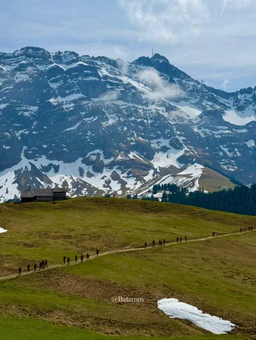 Open mountain pasture beneath snowy cliffs
