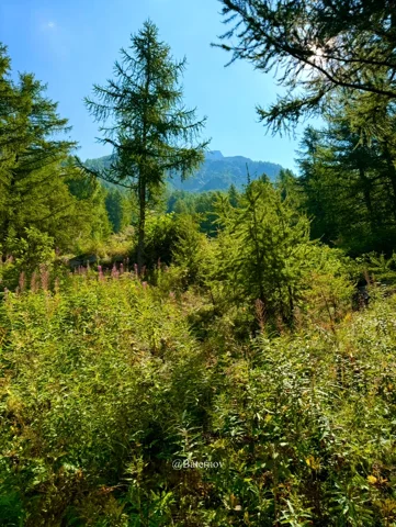 Sunlit shrubs and conifers beneath a clear sky