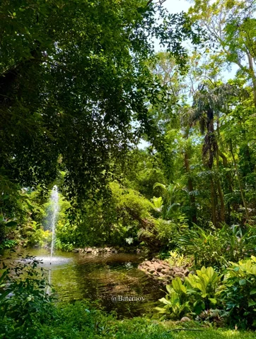 Quiet stream beneath dense overhanging foliage
