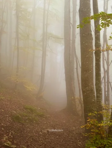 Tall tree trunks in golden forest mist