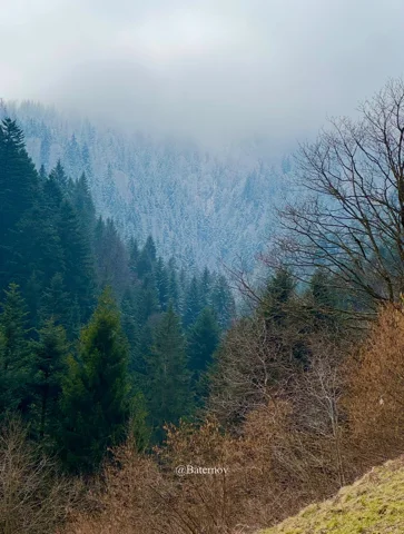 Conifer-covered hillside disappearing into low cloud