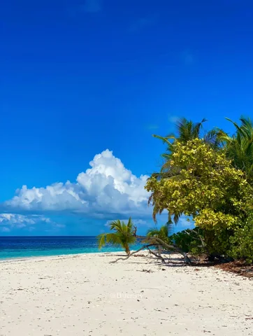 White sand beach bordered by trees beneath a blue sky