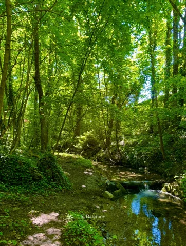 Sunlit woodland stream beneath a green canopy