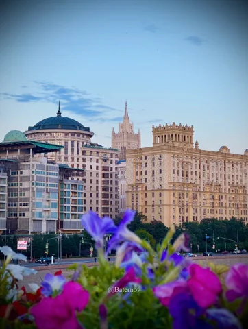 Purple flowers before large city buildings