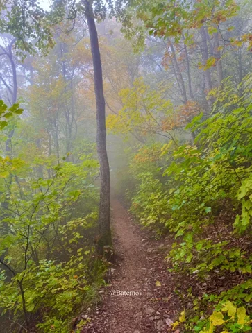 Narrow forest trail vanishing into mist