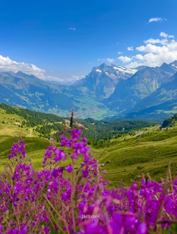 Purple wildflowers overlooking a broad mountain valley