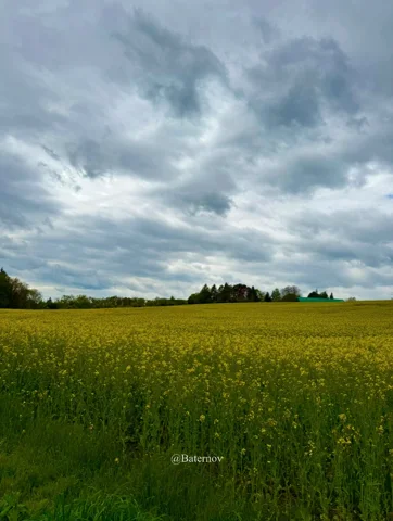 Field of yellow flowers beneath a grey sky