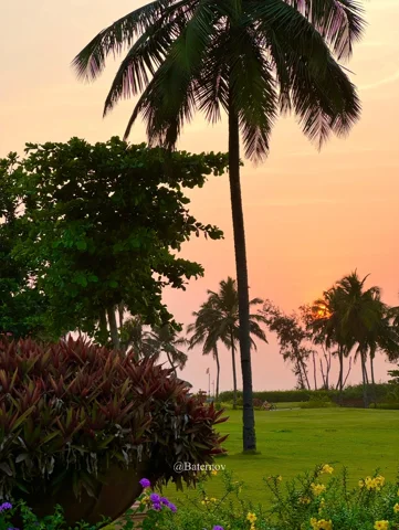 Palm trees and garden beneath an orange evening sky
