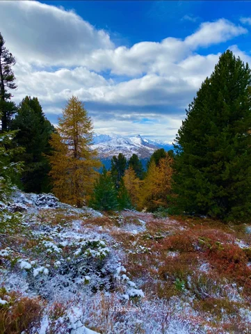 Light snow on a forest path surrounded by autumn trees