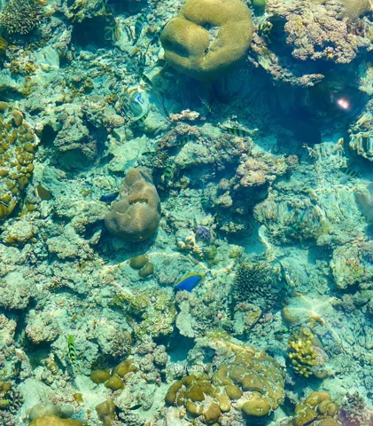 Clear shallow water revealing coral and rocks